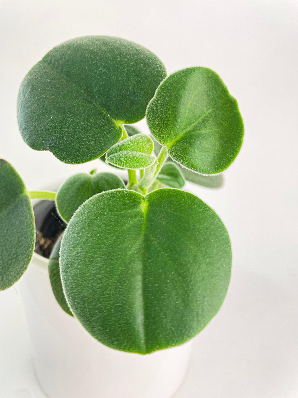 Peperomia Incana Fuzzy 'Felted Pepperface'