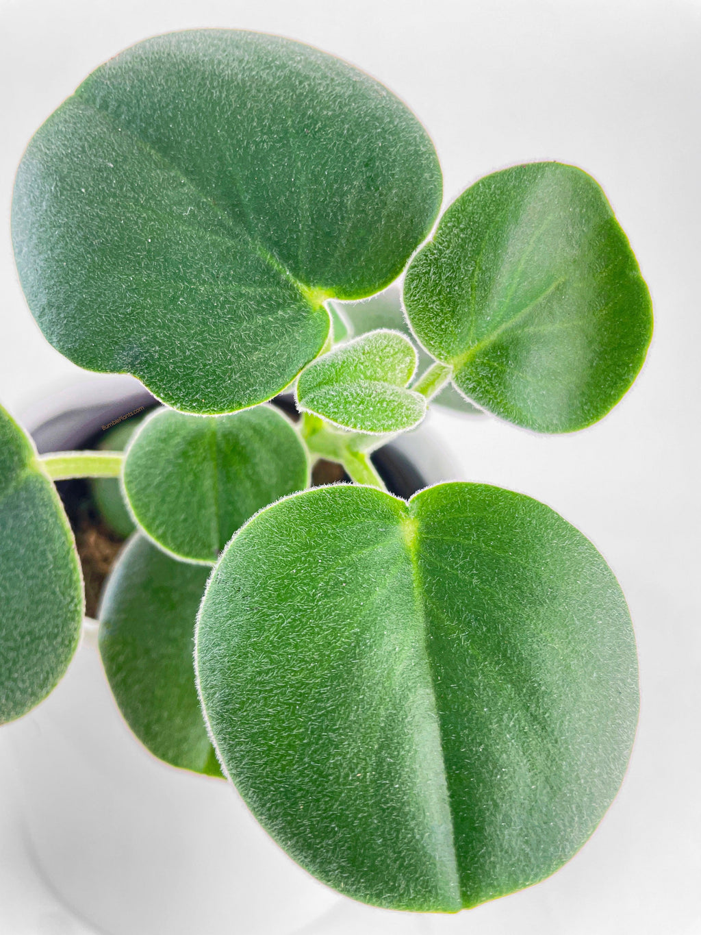 Peperomia Incana Fuzzy 'Felted Pepperface'