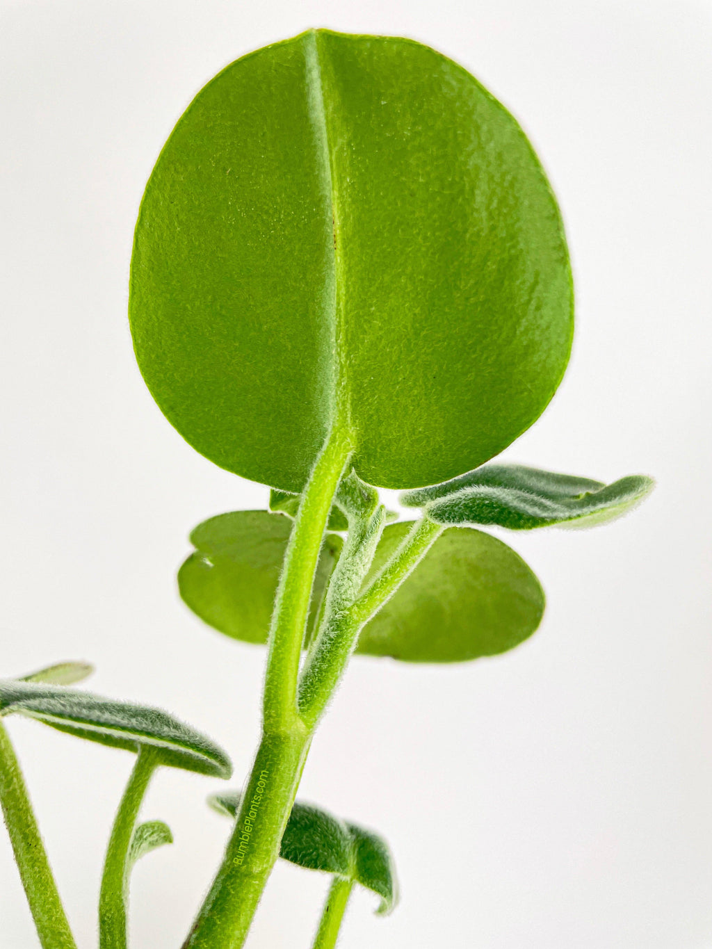 Peperomia Incana Fuzzy 'Felted Pepperface'