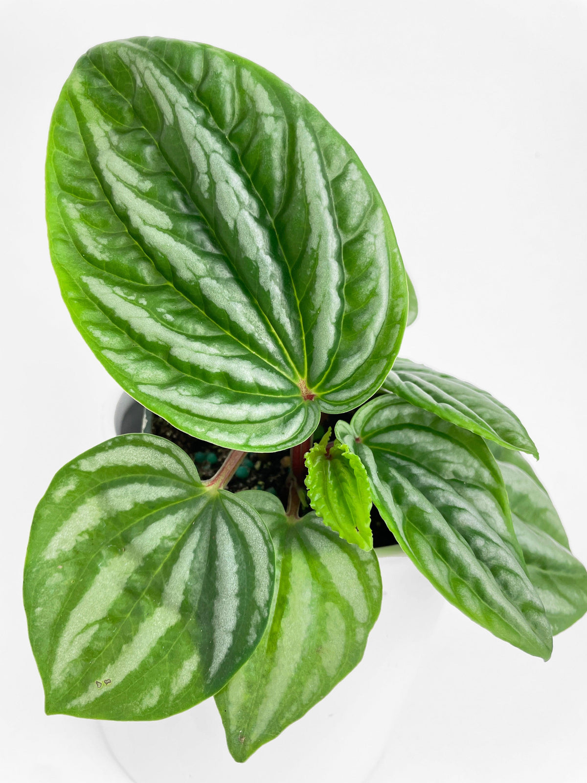 Peperomia Sp. Ecuador