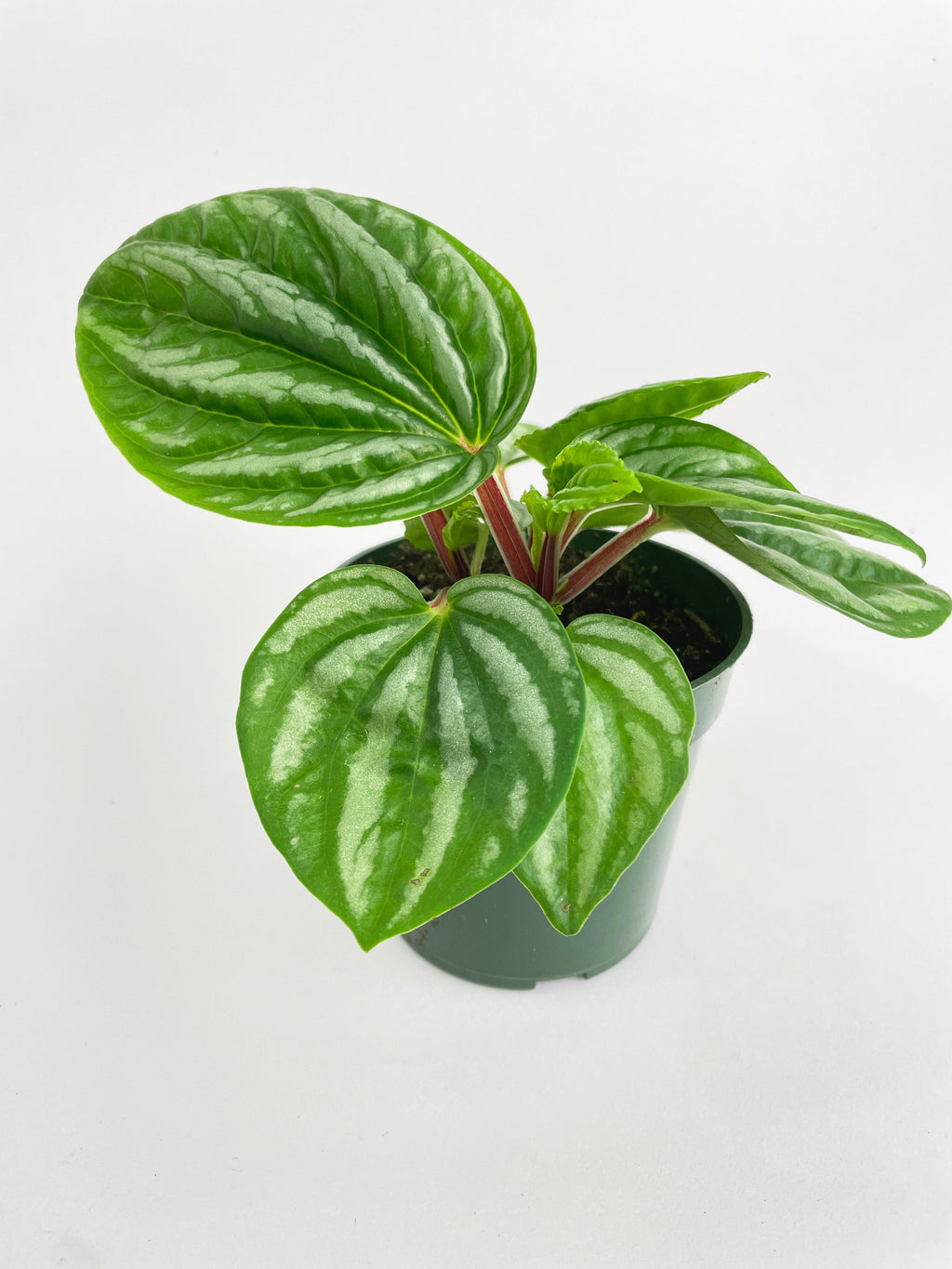 Peperomia Sp. Ecuador