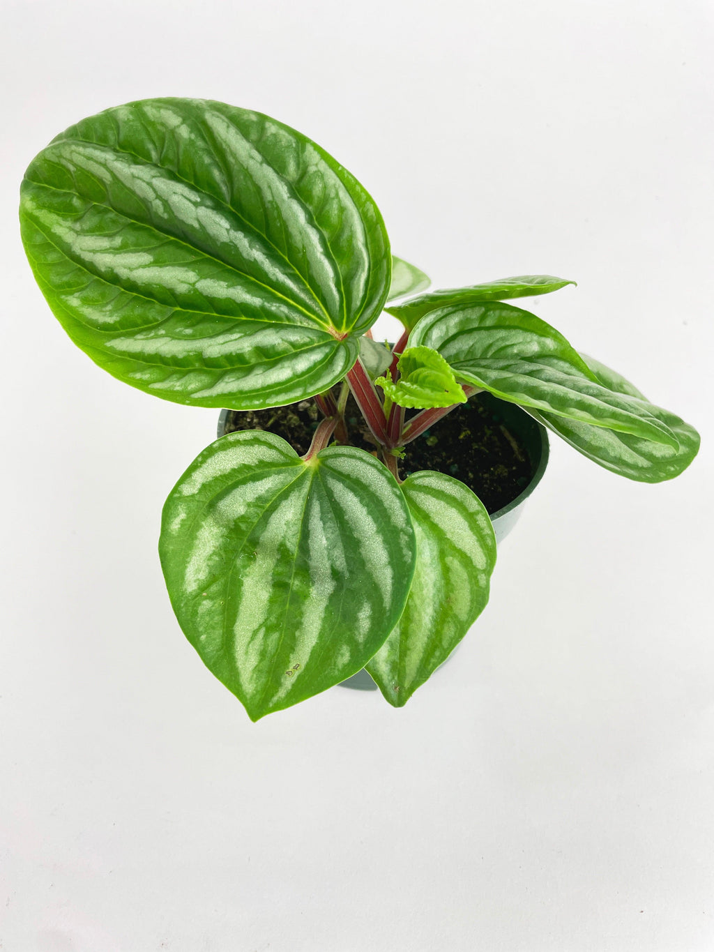 Peperomia Sp. Ecuador
