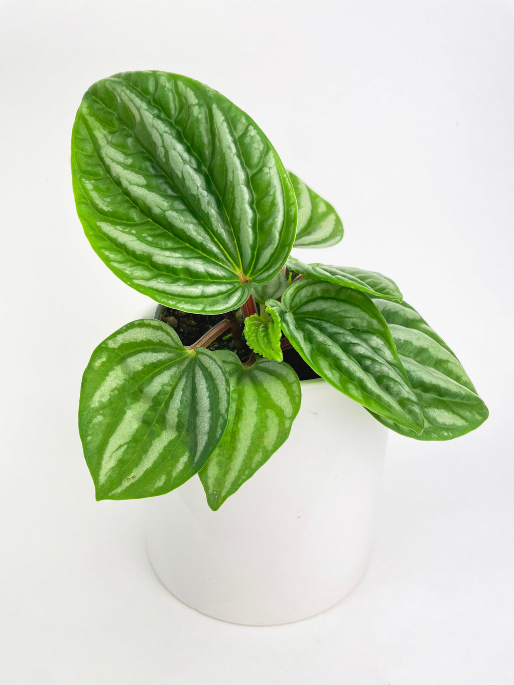 Peperomia Sp. Ecuador