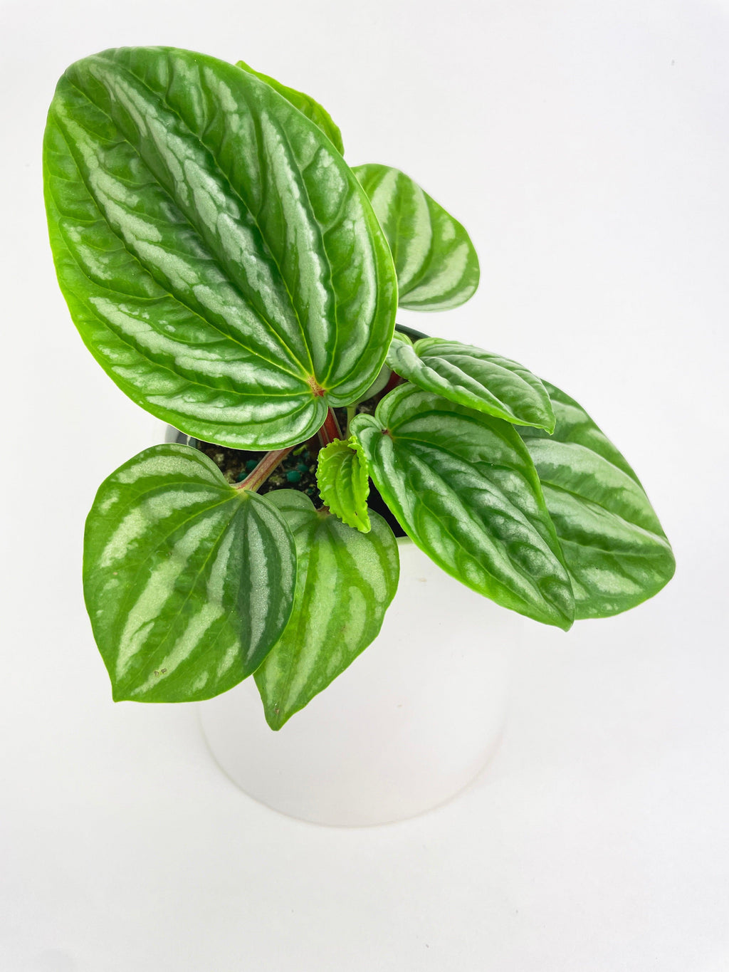 Peperomia Sp. Ecuador