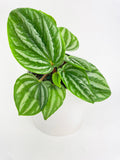 Peperomia Sp. Ecuador