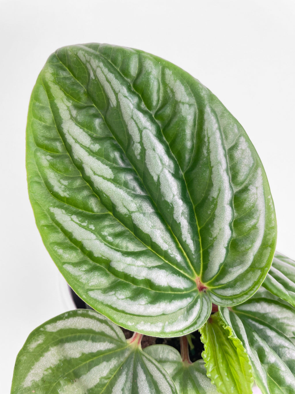 Peperomia Sp. Ecuador