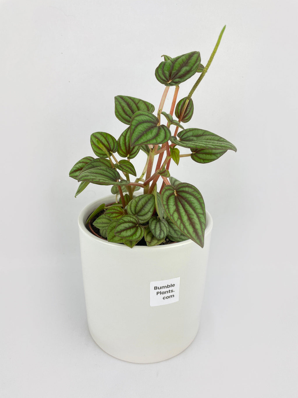 Peperomia Piccolo Banda