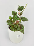 Peperomia Piccolo Banda