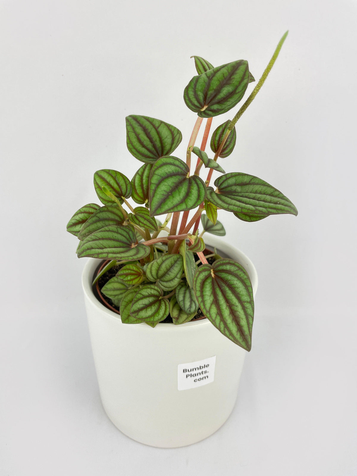 Peperomia Piccolo Banda
