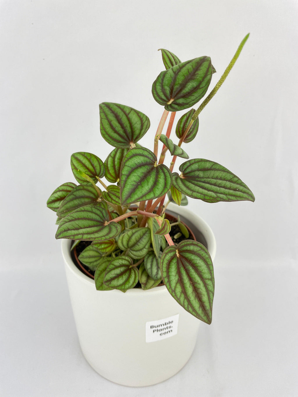 Peperomia Piccolo Banda