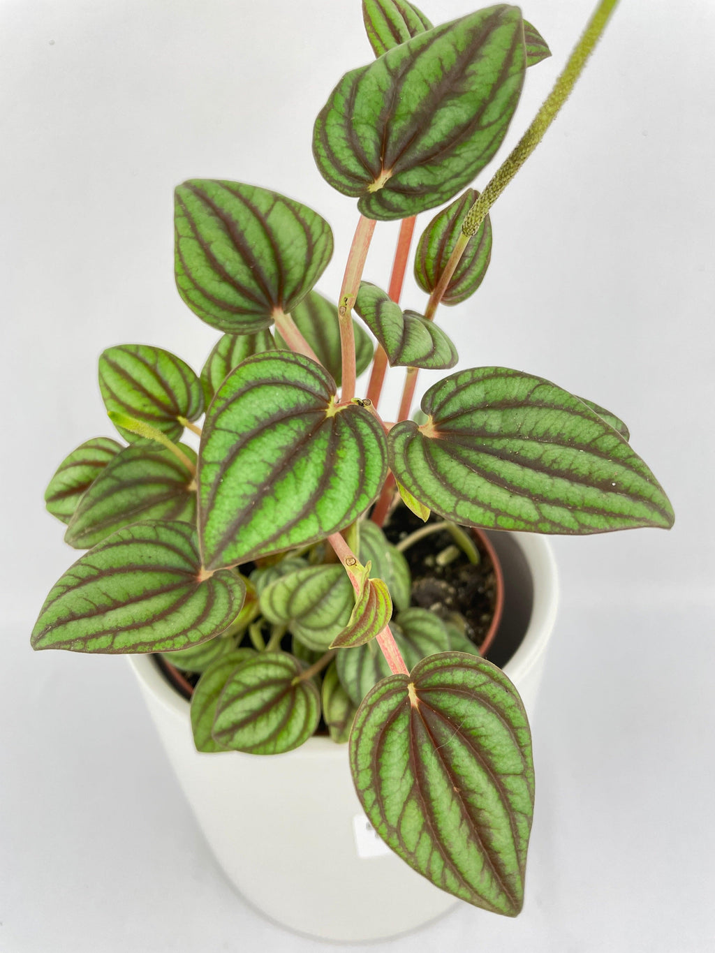 Peperomia Piccolo Banda