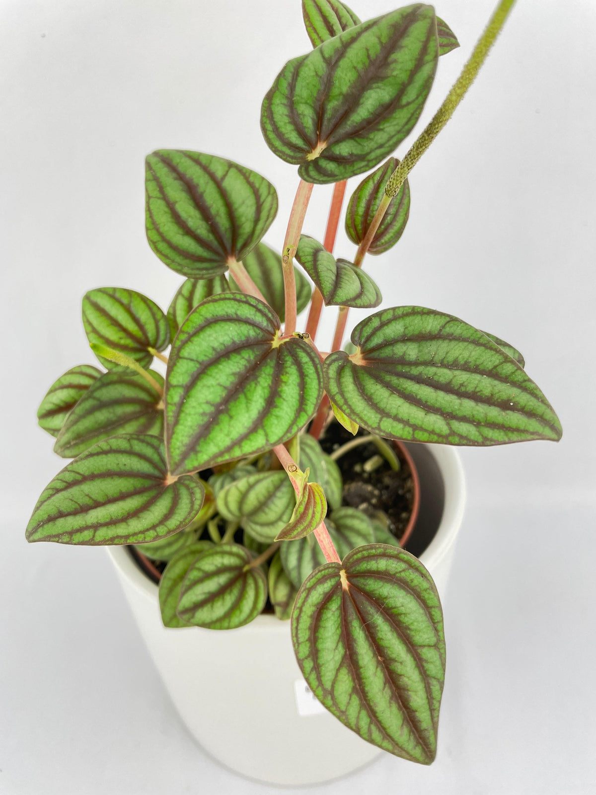Peperomia Piccolo Banda