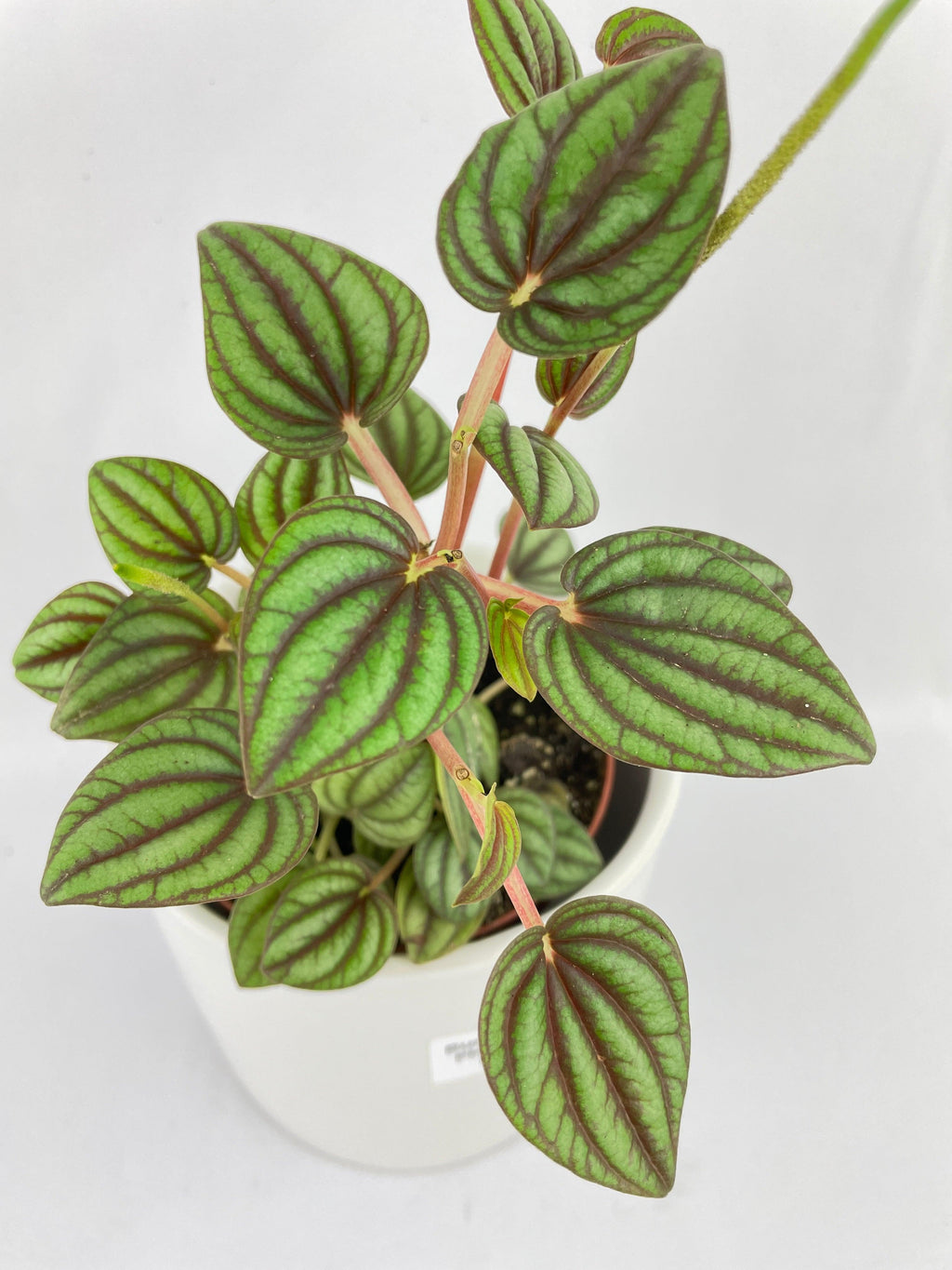 Peperomia Piccolo Banda