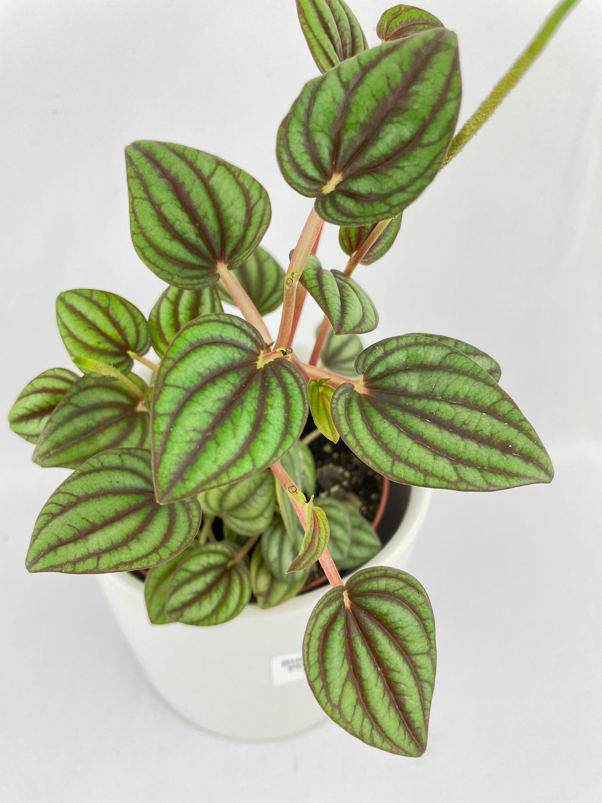 Peperomia Piccolo Banda
