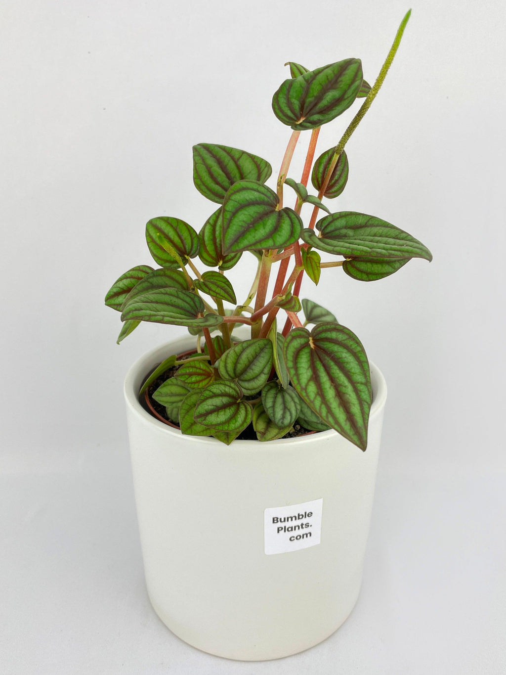 Peperomia Piccolo Banda