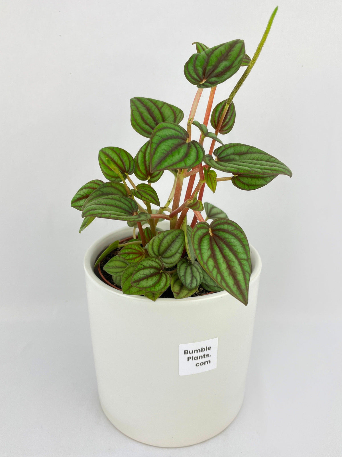 Peperomia Piccolo Banda