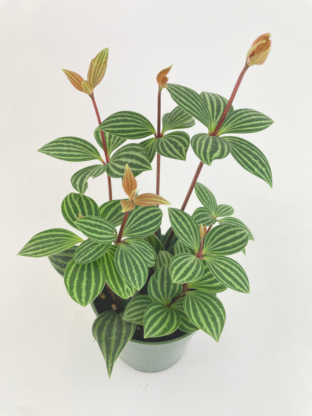 Peperomia Puteolata Tetragona 'Parallel'