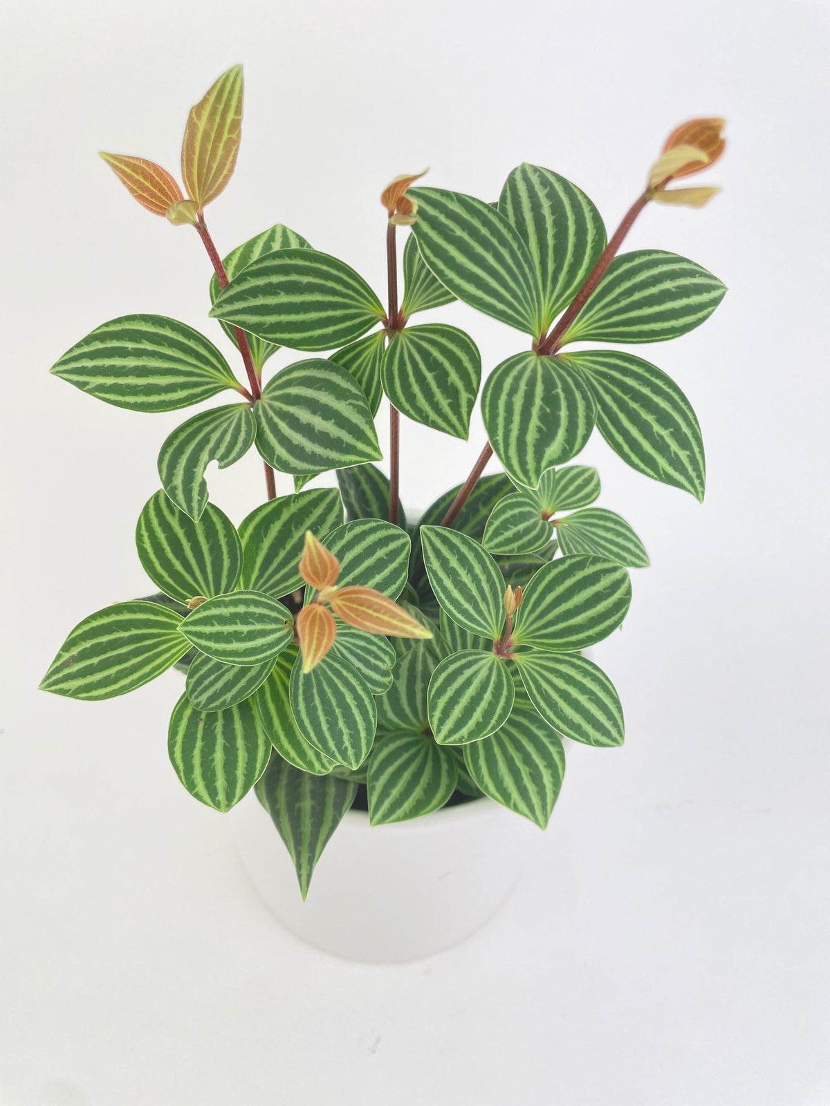 Peperomia Puteolata Tetragona 'Parallel'