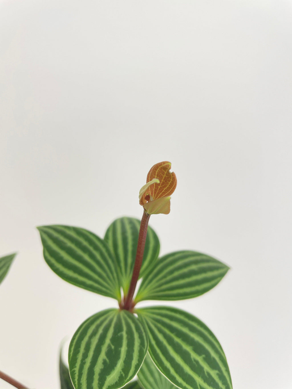 Peperomia Puteolata Tetragona 'Parallel'