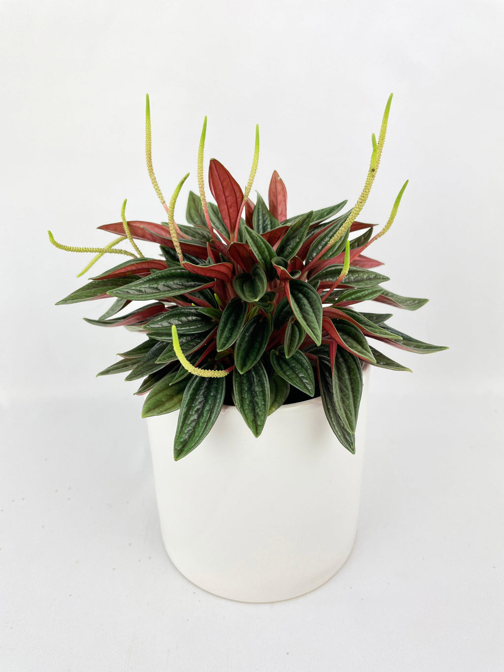 Peperomia Rosso