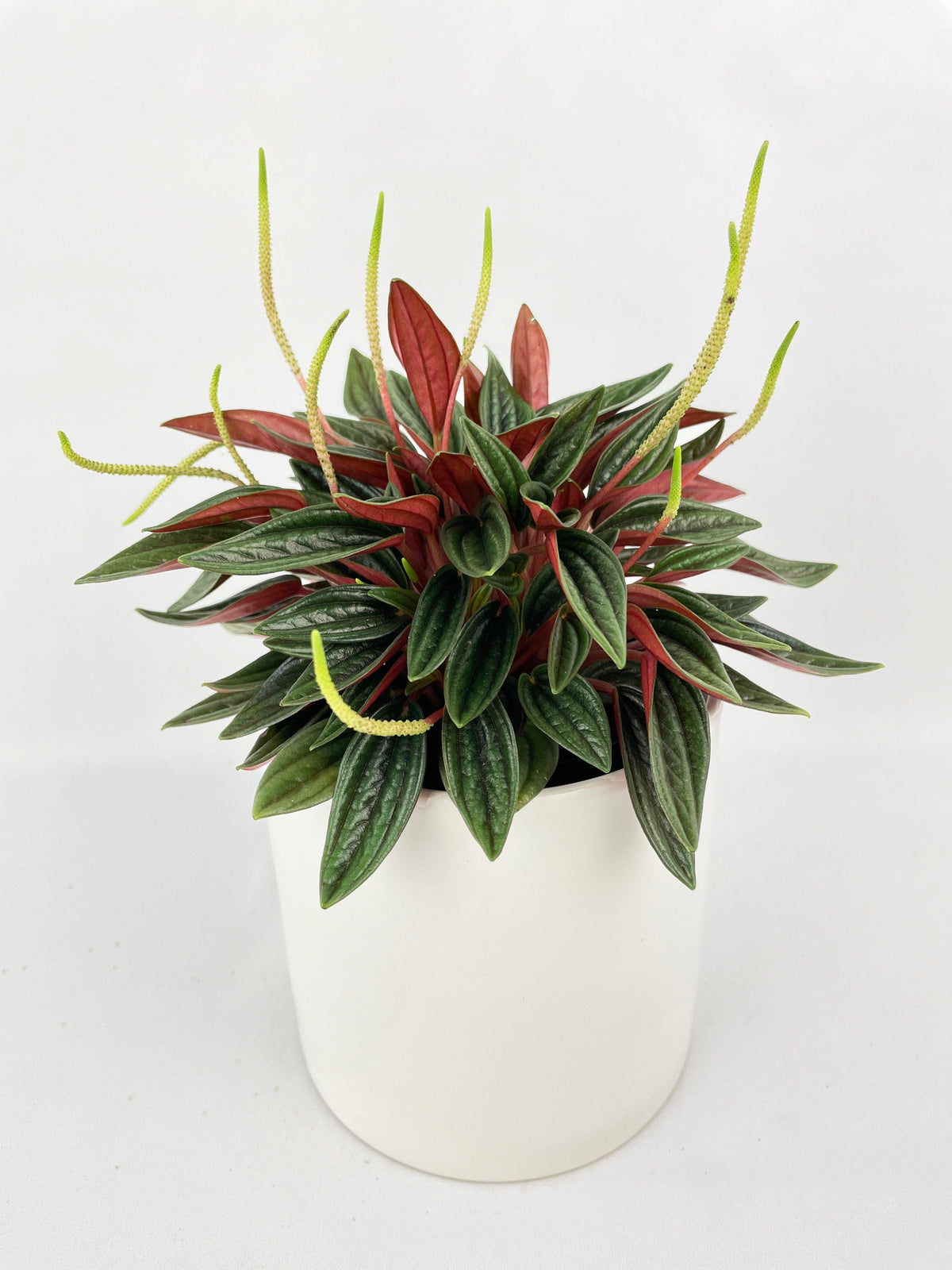 Peperomia Rosso