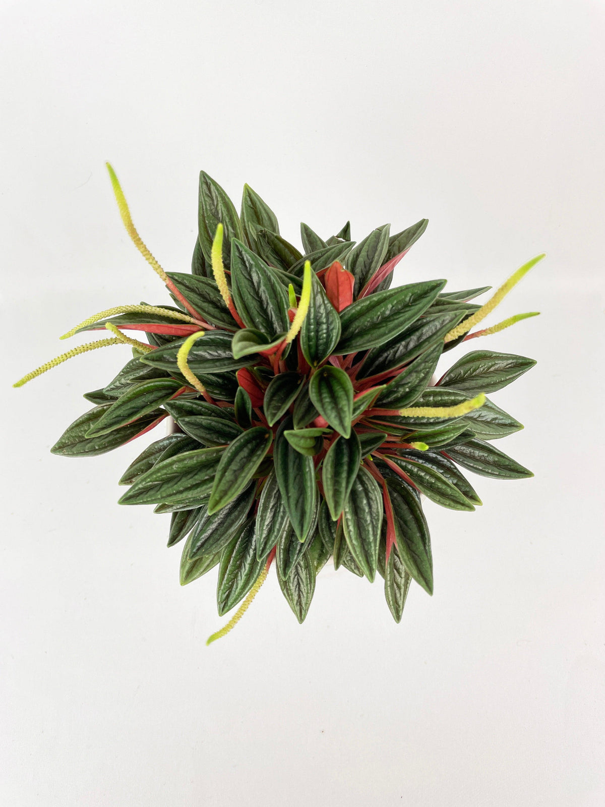Peperomia Rosso