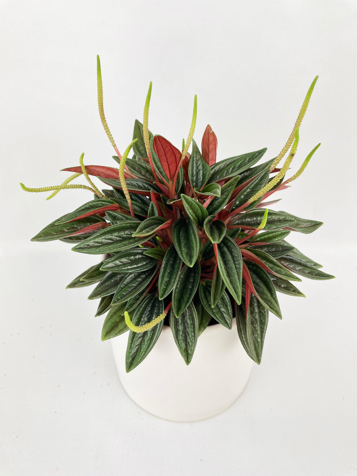 Peperomia Rosso