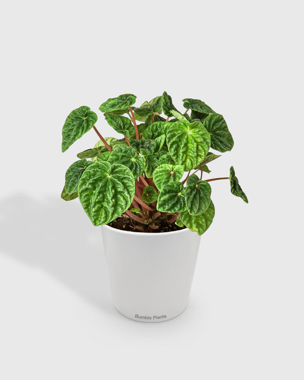 Peperomia Emerald Ripple Pepper