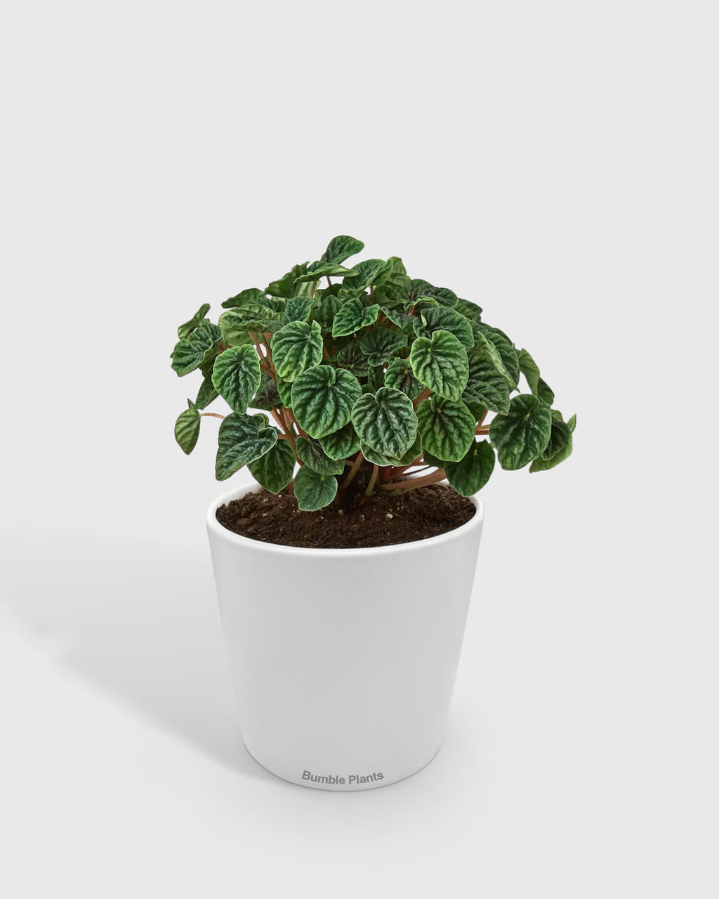 Peperomia Emerald Ripple Pepper