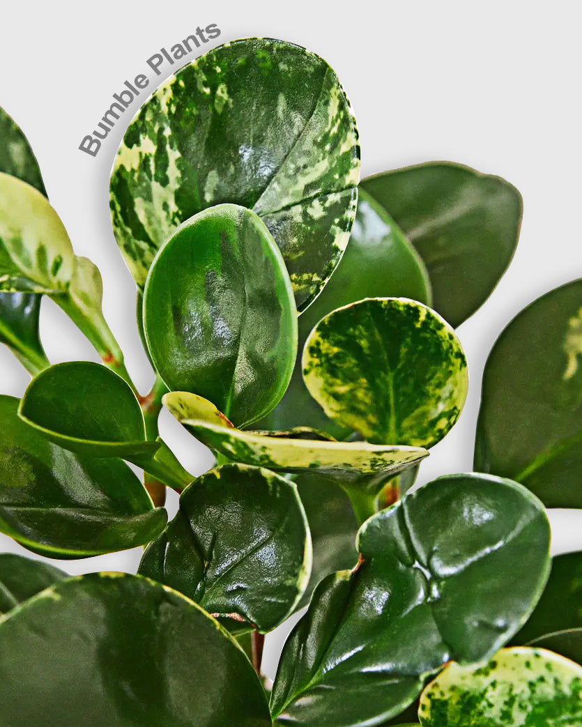 Peperomia 'Marble'
