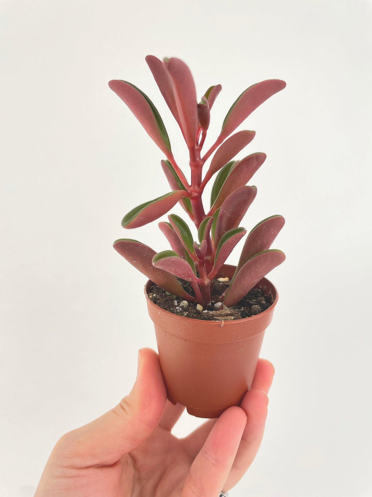 Peperomia Graveolens Ruby Glow Succulent