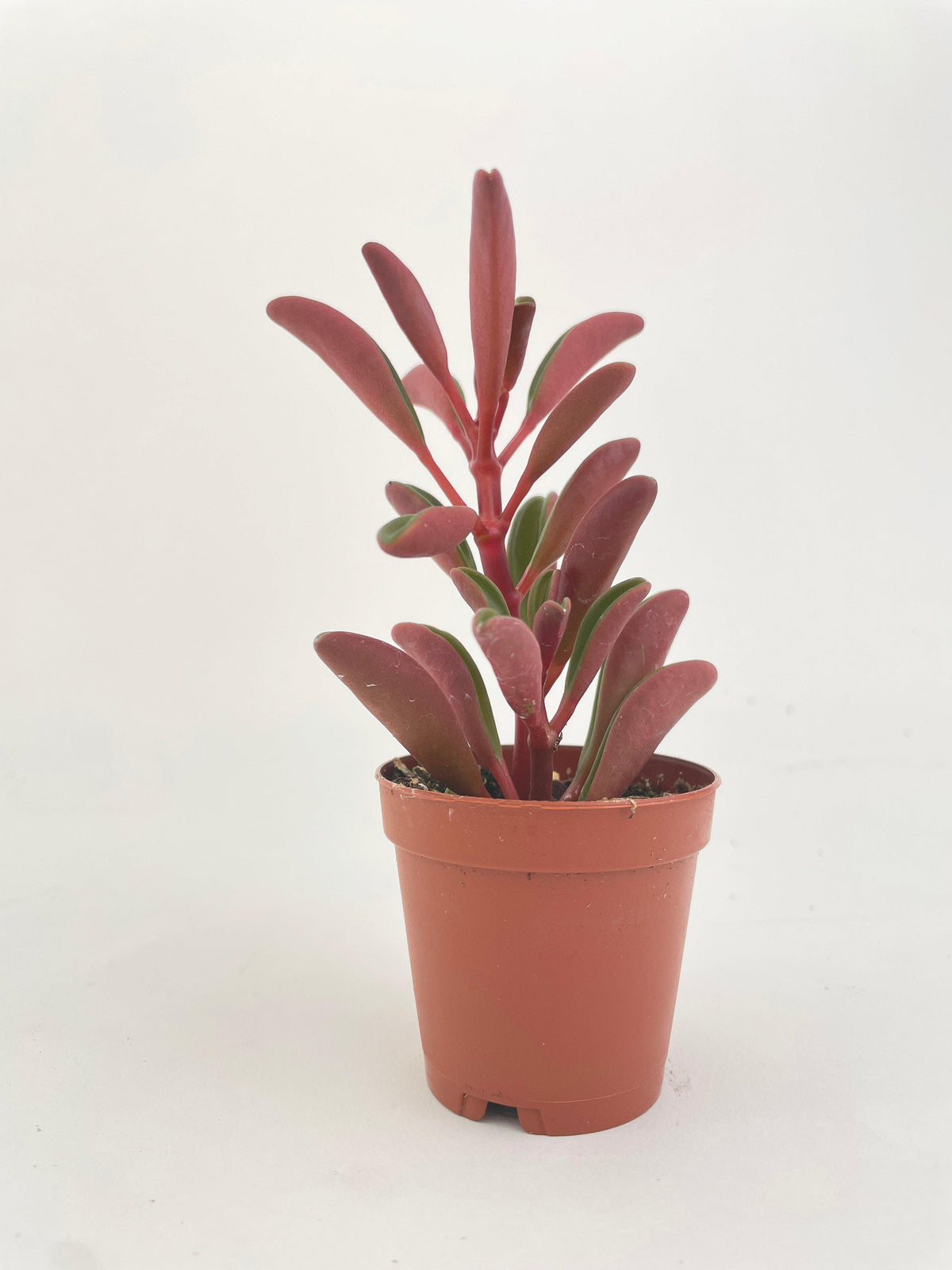 Peperomia Graveolens Ruby Glow Succulent