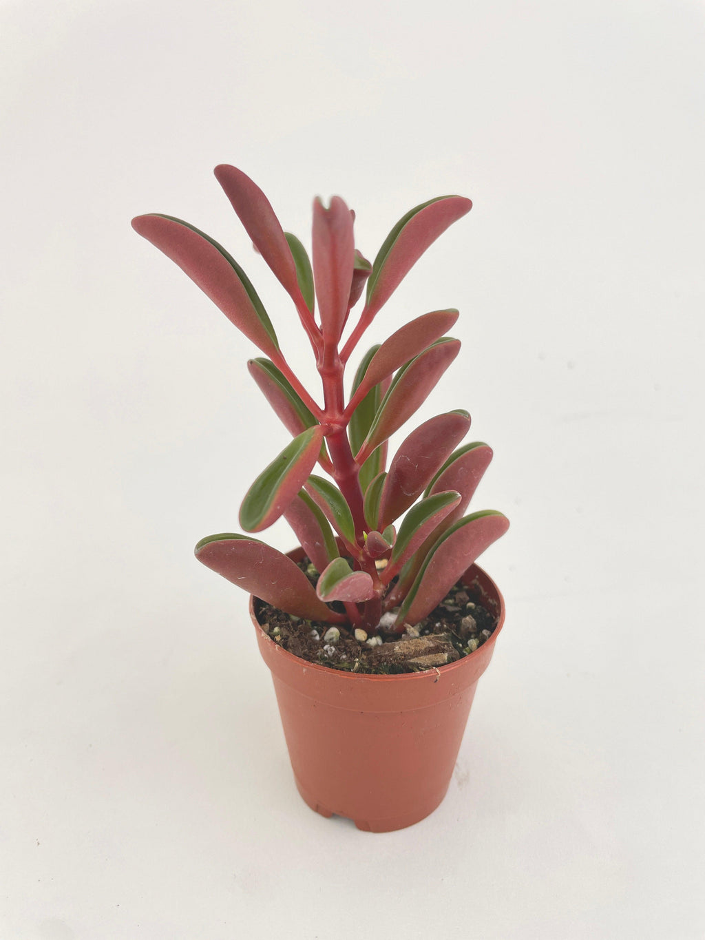 Peperomia Graveolens Ruby Glow Succulent