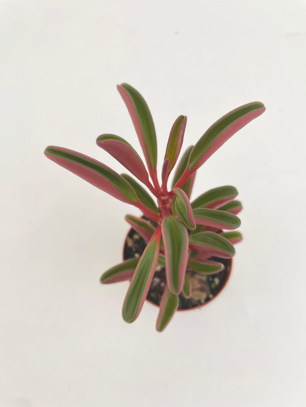 Peperomia Graveolens Ruby Glow Succulent