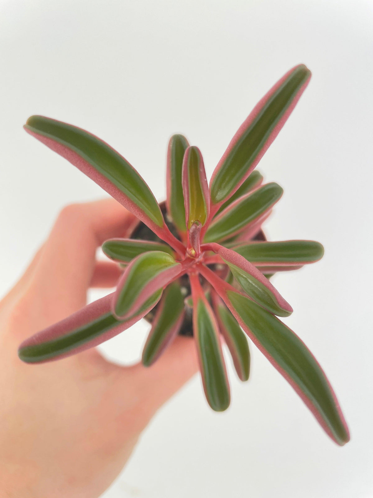 Peperomia Graveolens Ruby Glow Succulent