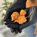 California Reaper (Peach Reaper) Pepper Seeds