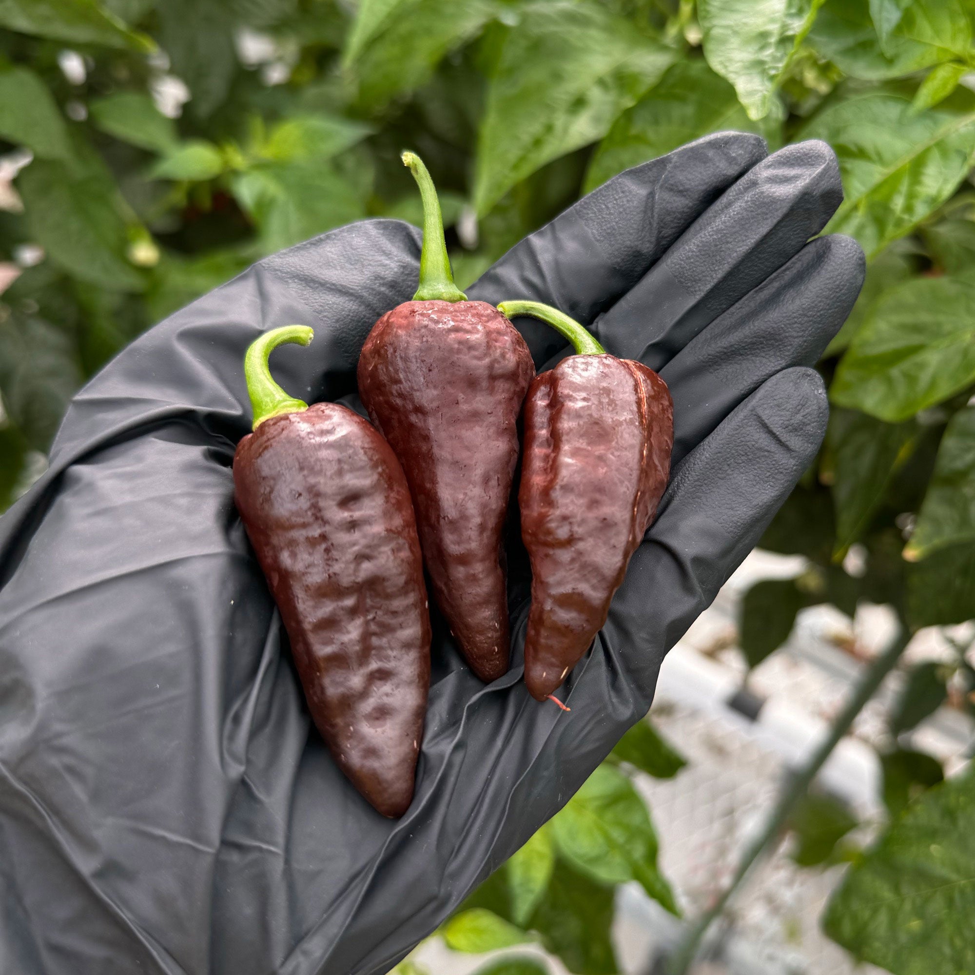Chocolate Ghost Pepper Seeds