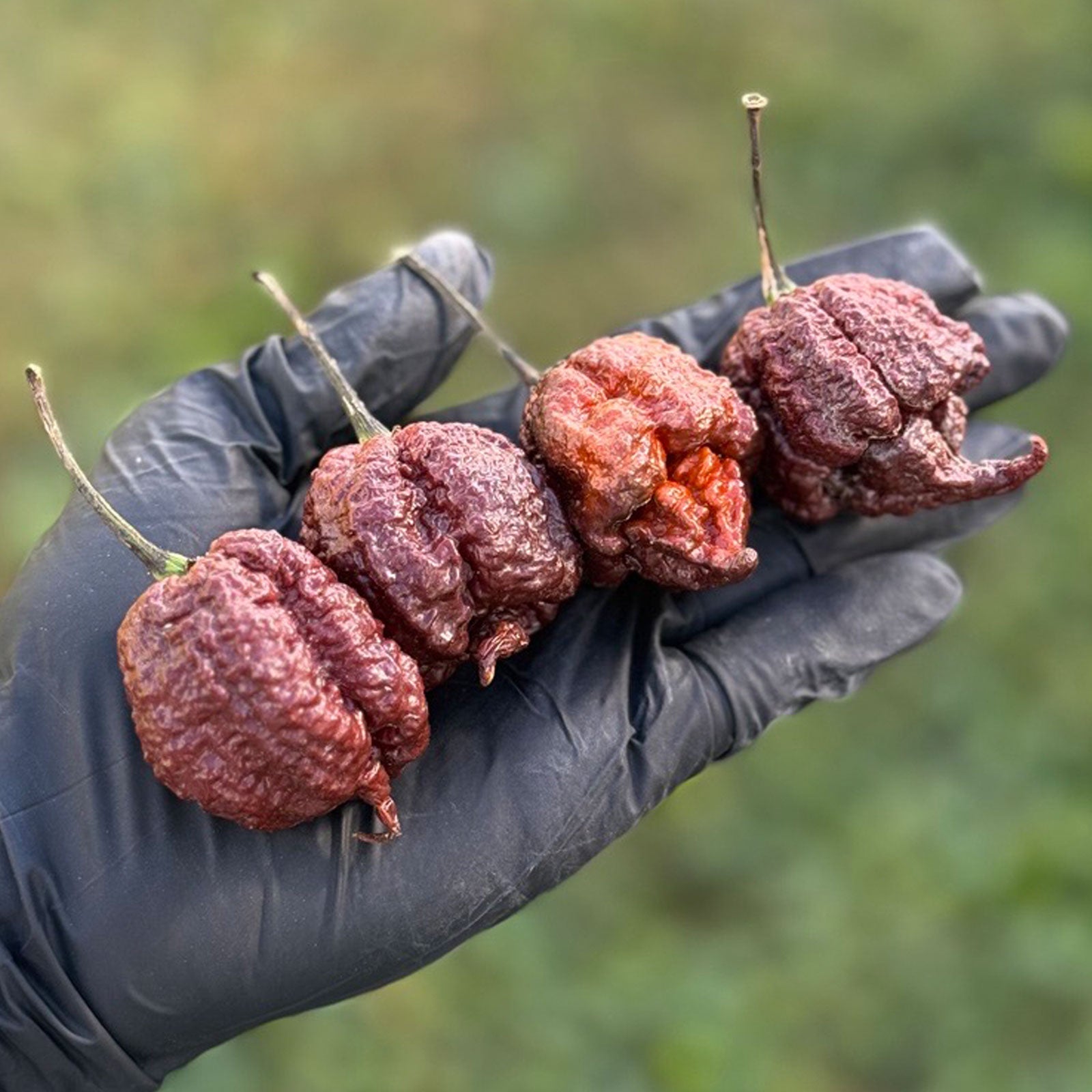 Chocolate Reaper Pepper Seeds