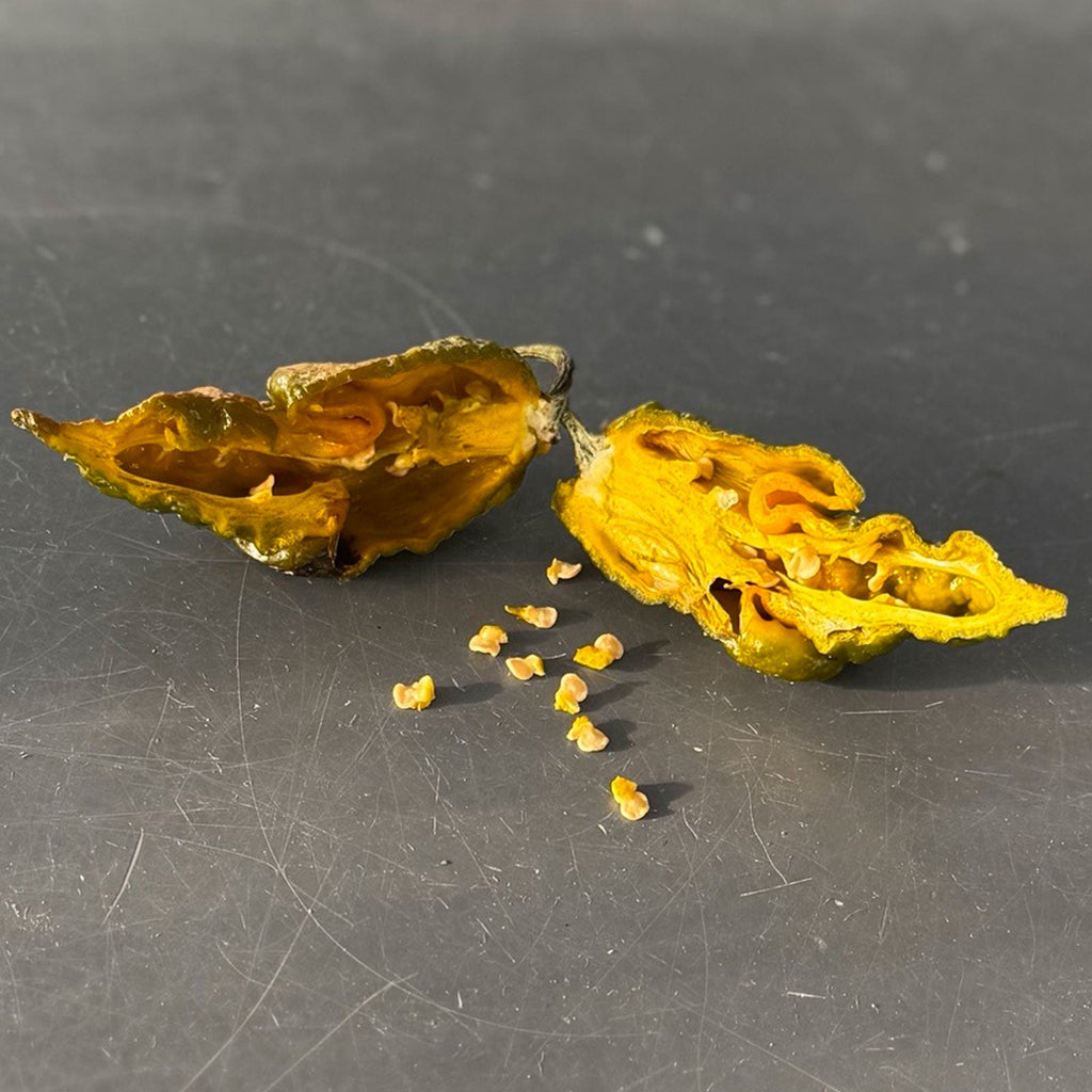 Gator Jigsaw Pepper Seeds