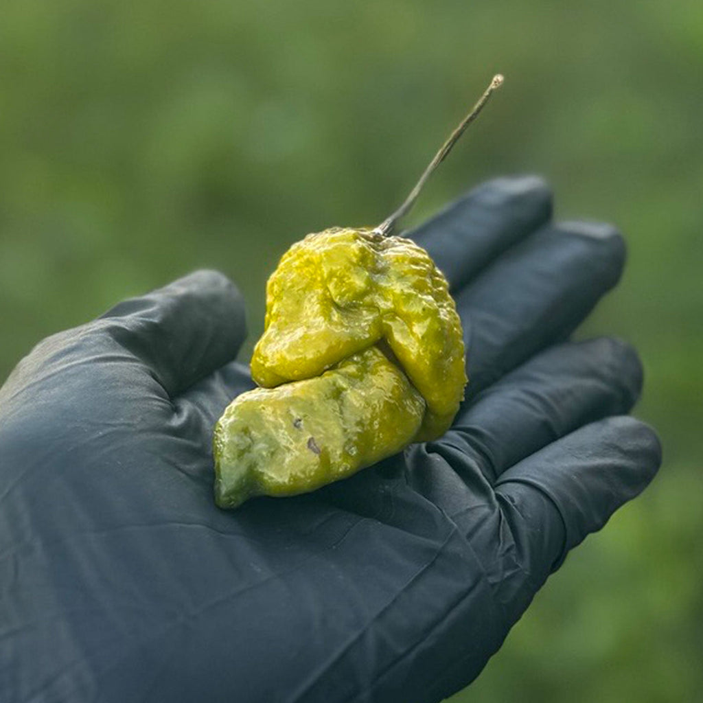 Gator Jigsaw Pepper Seeds