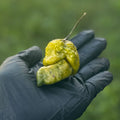 Gator Jigsaw Pepper Seeds