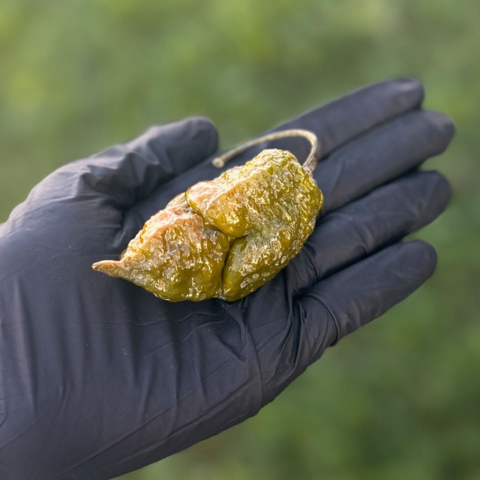 Gator Jigsaw Pepper Seeds