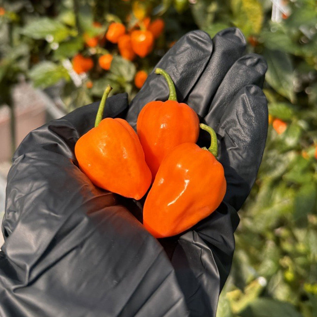Habanero Pepper Seeds