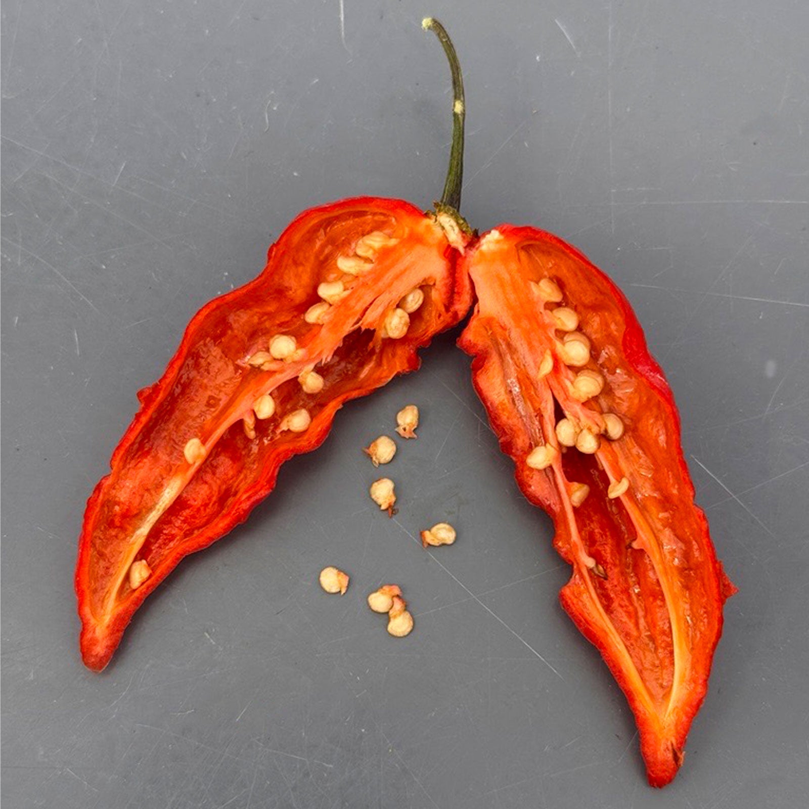 Komodo Dragon Pepper Seeds