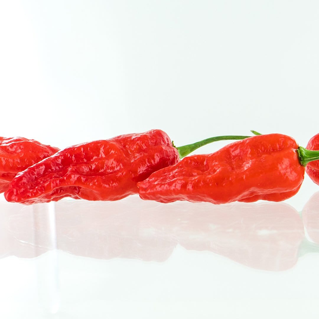 Komodo Dragon Pepper Seeds