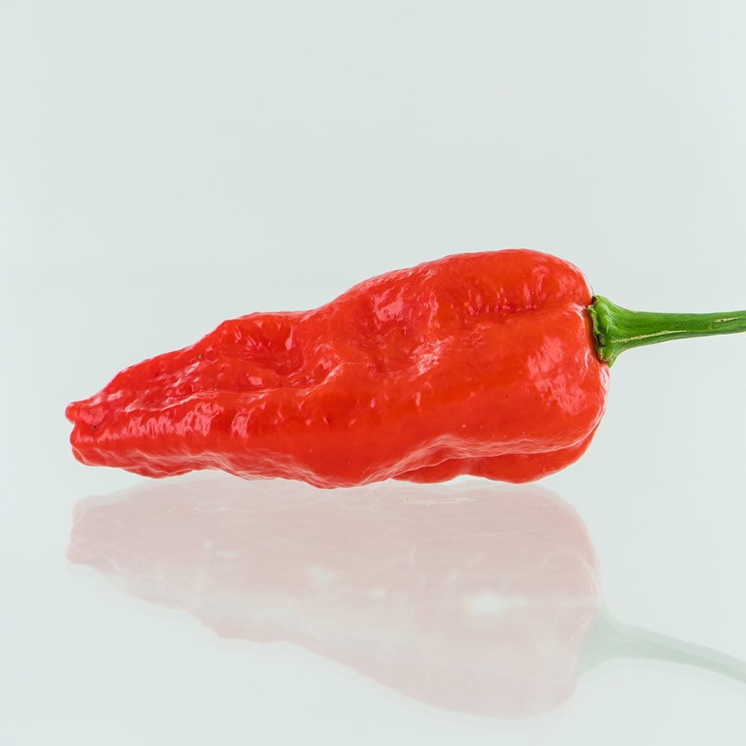 Komodo Dragon Pepper Seeds