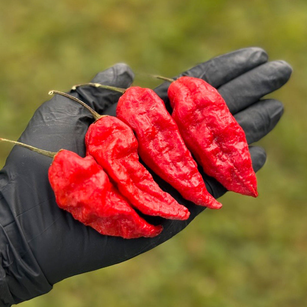 Komodo Dragon Pepper Seeds