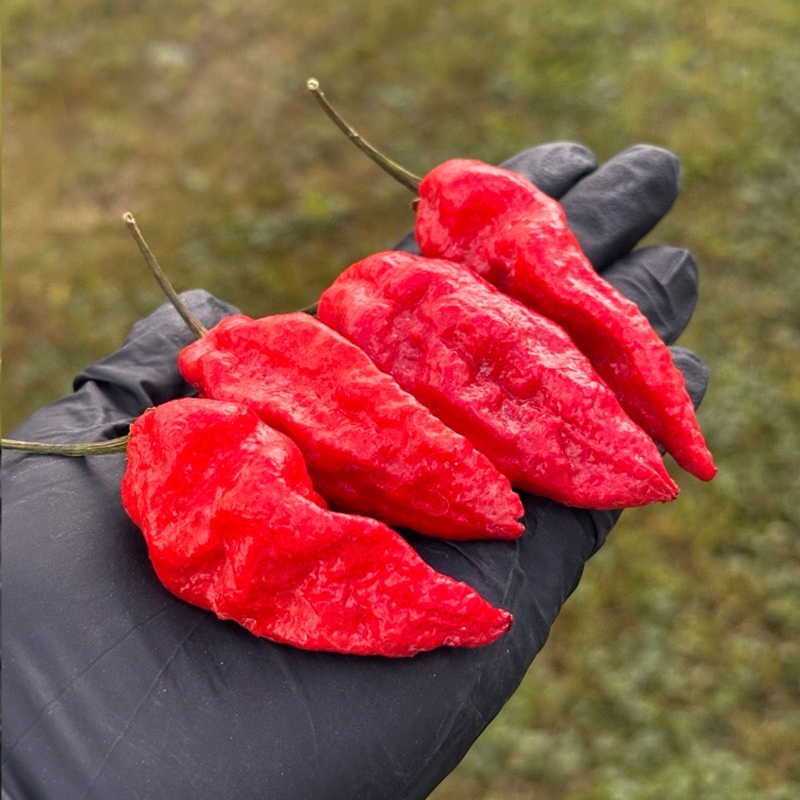 Komodo Dragon Pepper Seeds