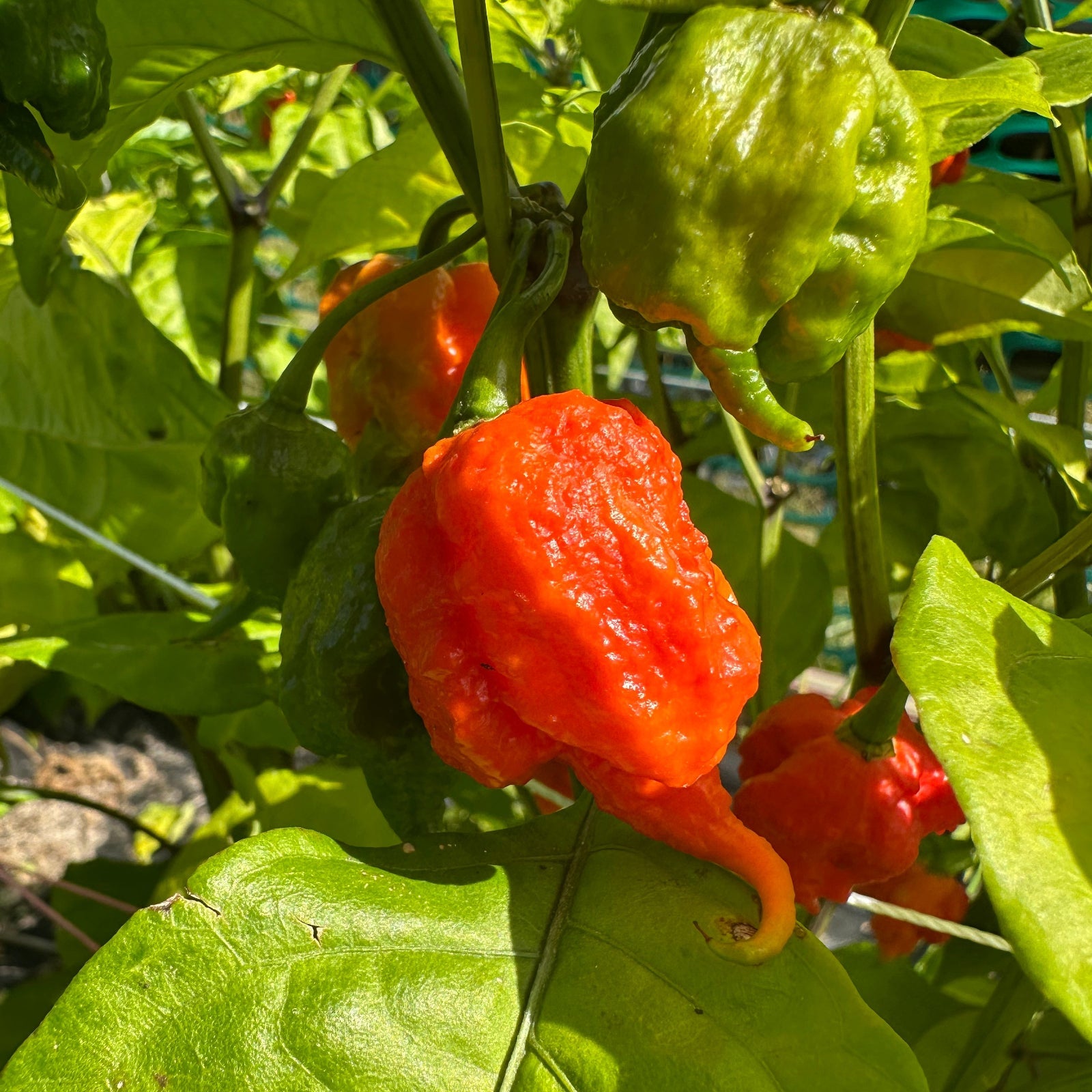Moruga Trinidad Scorpion Pepper Seeds