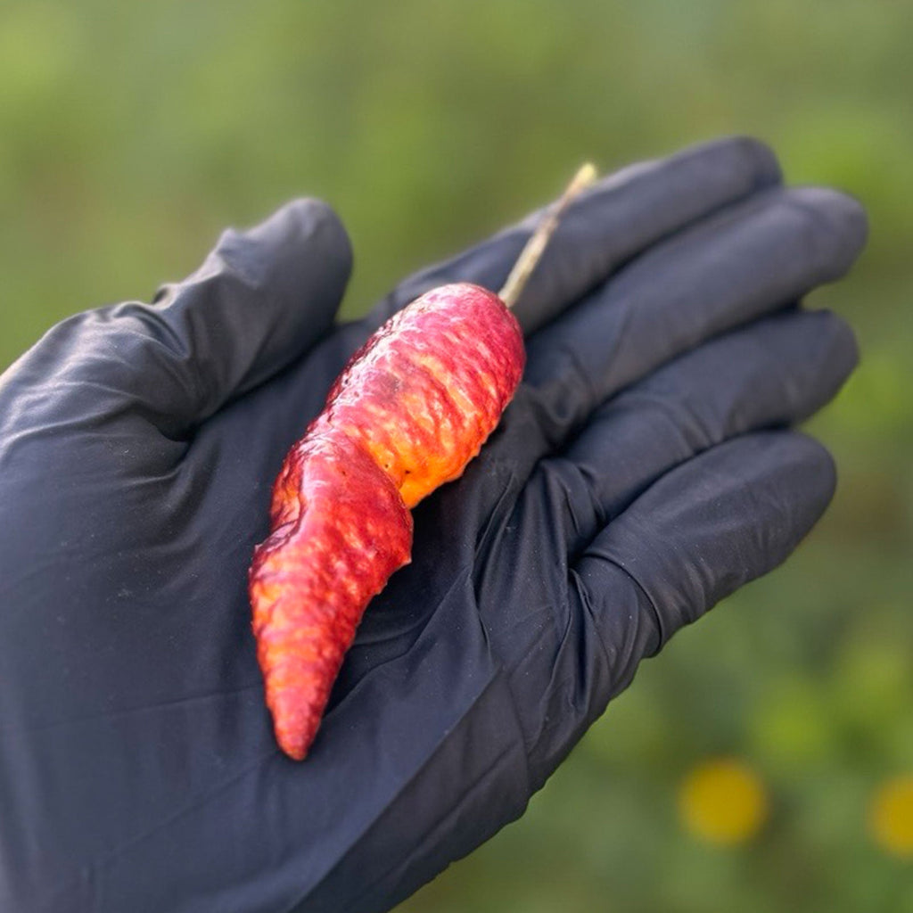 Pink Tiger X Peach Bhut Chili Pepper Seeds